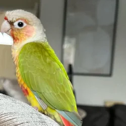 Conure parrot