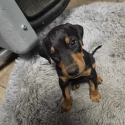 Doberman Puppies for Salele