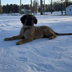 Great Pyrenees/golden retriever/ shepherd mix