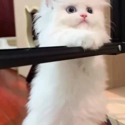 Dollface Persian Kitten