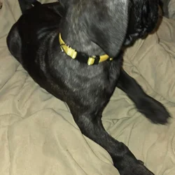 Presa Canario Cane Corso mix 8 weeks old