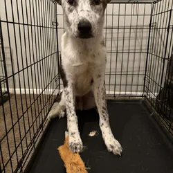 Australian Shepherd/ Cattle Dog Puppy
