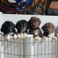 Puppies Needing Their Forever Homes!