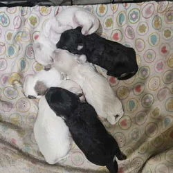 Maltipoo puppies