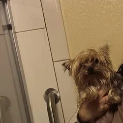 Teacup Yorkshire Terrier