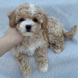 Adorable toy podle puppies