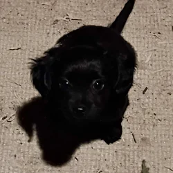 Puppies to GOOD homes only!