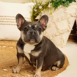 FRENCH BULLDOG EXPECTING IN MARCH