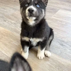 Healthy, Playful Puppies – Looking for New Homes”