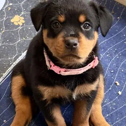 Rottweiler Pink