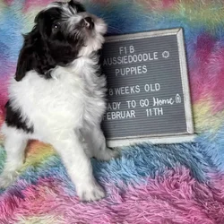 F1b Aussiedoodle puppies