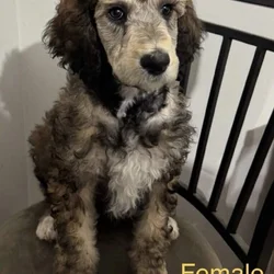 Standard Poodle Puppies