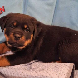 Registered Rottweiler puppies