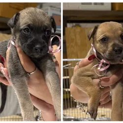 Puppies for sale or free to good homes