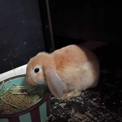 7 month old Rabbit Prada