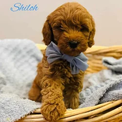Mini Goldendoodles