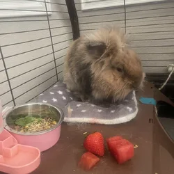 Rehoming bunny