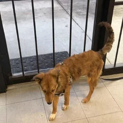 Hope needs a FUREVER home!!
