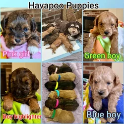 Havapoo Puppies