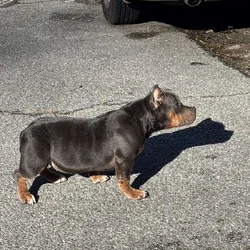 6 month old female bully