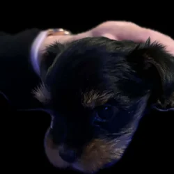 Yorkie sweet female