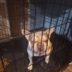 French Bulldog