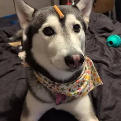 Siberian Husky mix