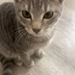 Riah, Female kitten