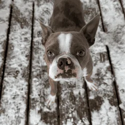 2 y/o Boston Terrier needs new home