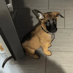 Belgian Malinois for Sale