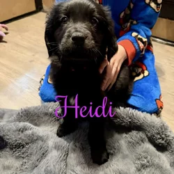 Newfoundland Puppies | Upstate Newyork