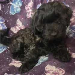 Yorkiepoo