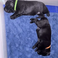 Labrador Retriever puppies