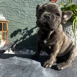 READY TO GO NOW – FRENCH BULLDOG PUPPIES 🐶