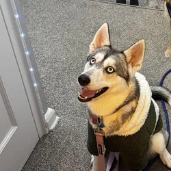 Rehoming Pomsky