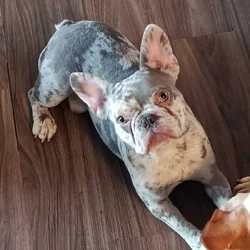 french bulldog merle