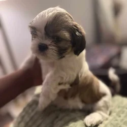 Shihtzu - NEED GONE ASAP