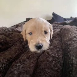 Mini Goldendoodles F2B