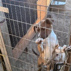Puppies free to good home
