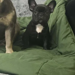 Rehoming my amazing French Bulldogs