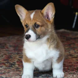 Johnny - Pembroke Welsh Corgi Puppy