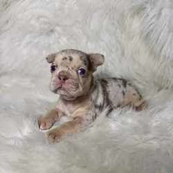 Akc French bulldog pups