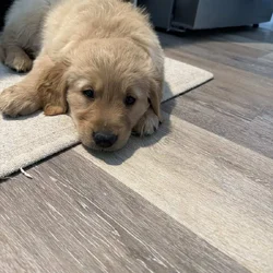 Golden Retriever Pups