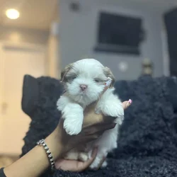 Imperial Shih Tzus