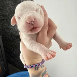 Akc dogo argentino puppies
