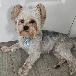 Fun loving Yorkie