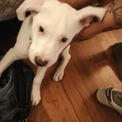 Pit mix