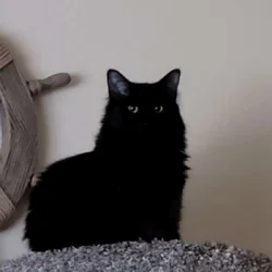 Salem