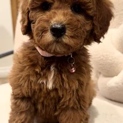 Mini Goldendoodle
