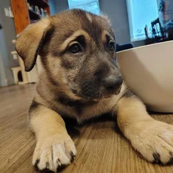 German shepherd/ Siberian husky